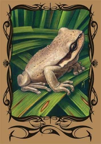 Southern Brown Tree Frog 